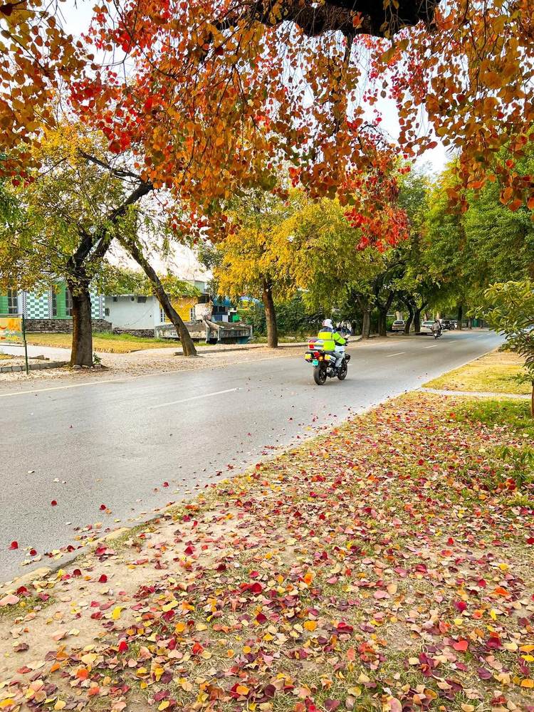 A tree-lined residential street in Islamabad